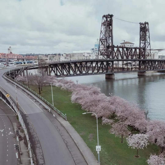 Pink cherry blossom trees lining green riverbank with industrial steel bridge and bike path in Portland