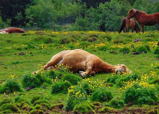 Icelandic horses resting in a lush green meadow near Laxnes