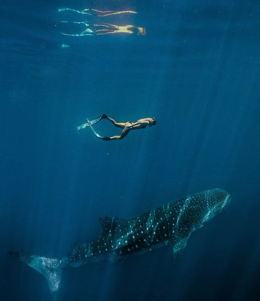An underwater perspective of a snorkeler swimming near a spotted whale shark in the clear blue waters of Ningaloo Reef, showcasing the gentle giant's massive size.