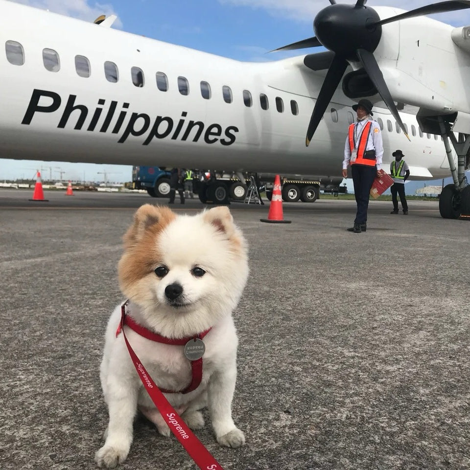 Small Pomeranian on a red leash sitting on the tarmac in front of a regional propeller plane