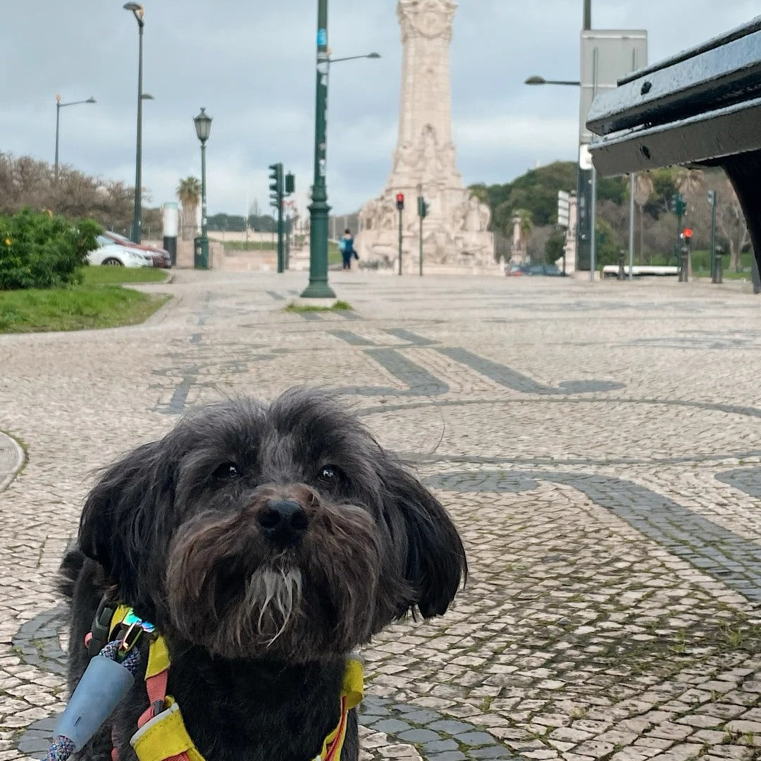 A dark grey Poodle wearing a yellow harness sitting on the Portuguese cobblestone pavement at Marquês de Pombal square in Lisbon, the monument visible behind — Mochi, who settles into a new city faster than his owner does