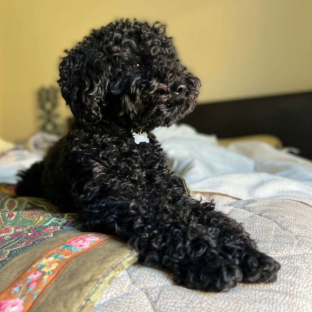 Dog Training for Digital Nomads: What to Teach Before Your First Trip