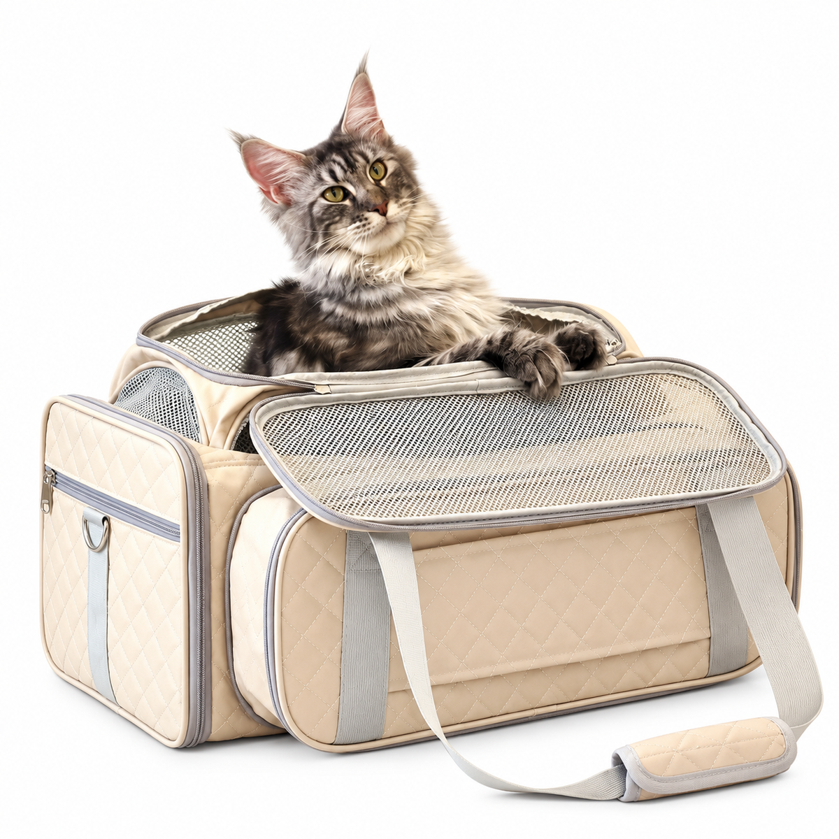 Chat dans un sac de transport souple, côté filet ouvert