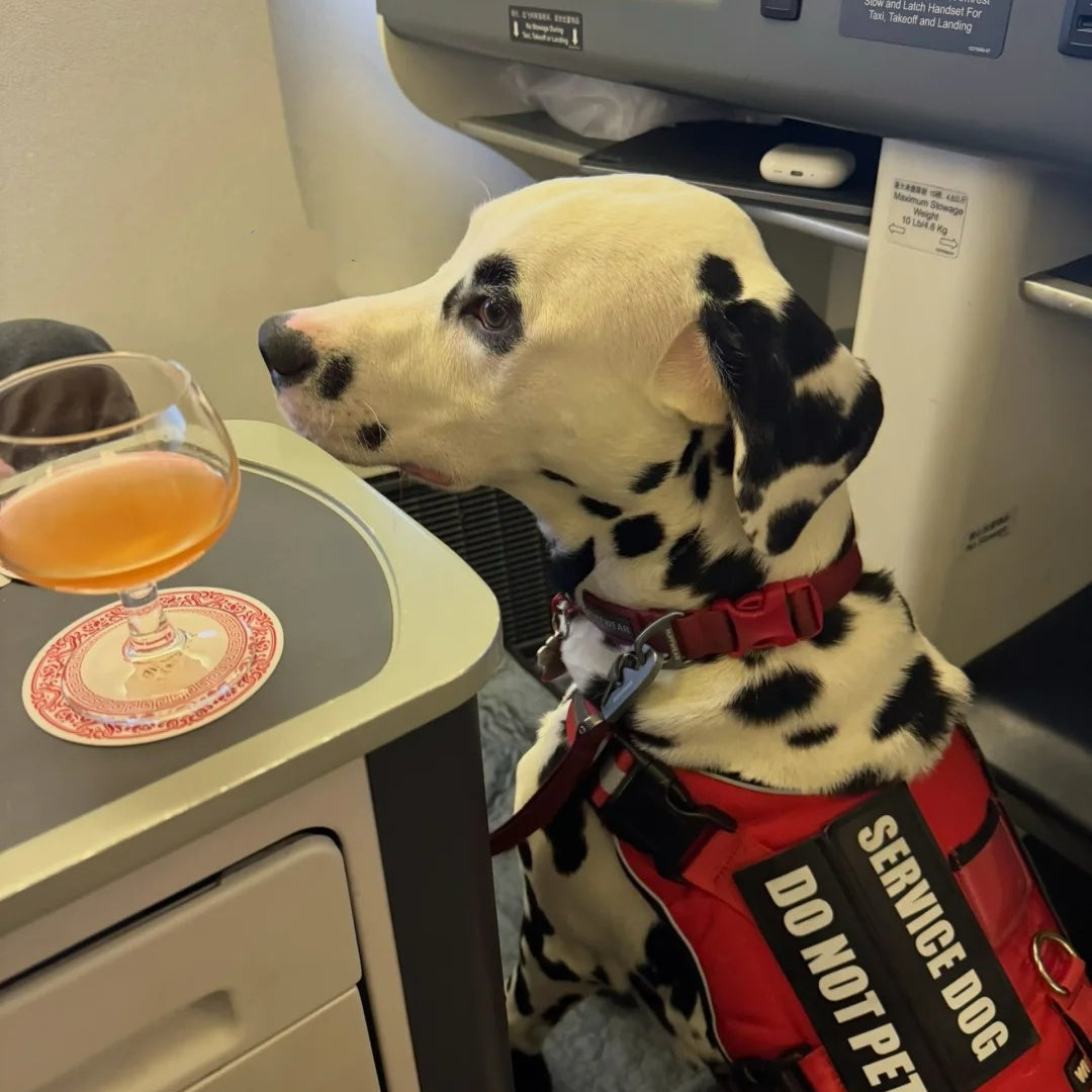 A trained Dalmatian service dog wearing a red vest that says "Service Dog Do Not Pet" sitting calmly in an airplane cabin next to a passenger seat.