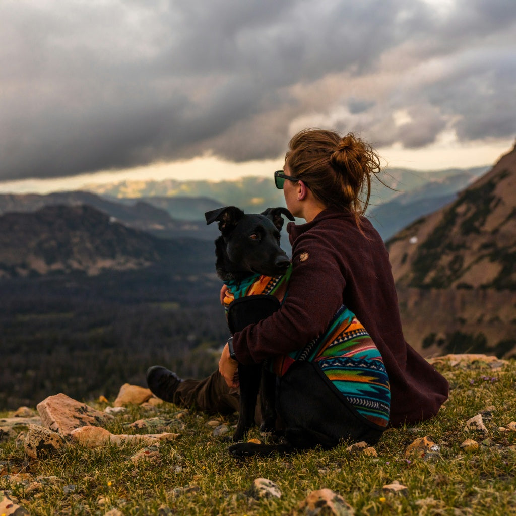 Choosing Your First Nomad Base with a Dog: 4 Crucial Factors