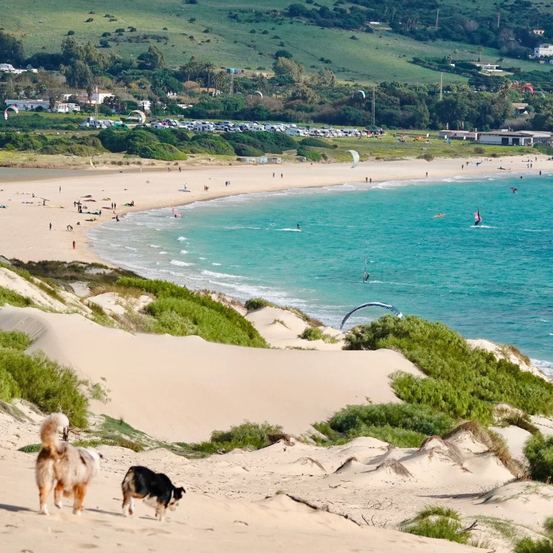 dogs on beach dunes in Spain digital nomad travel
