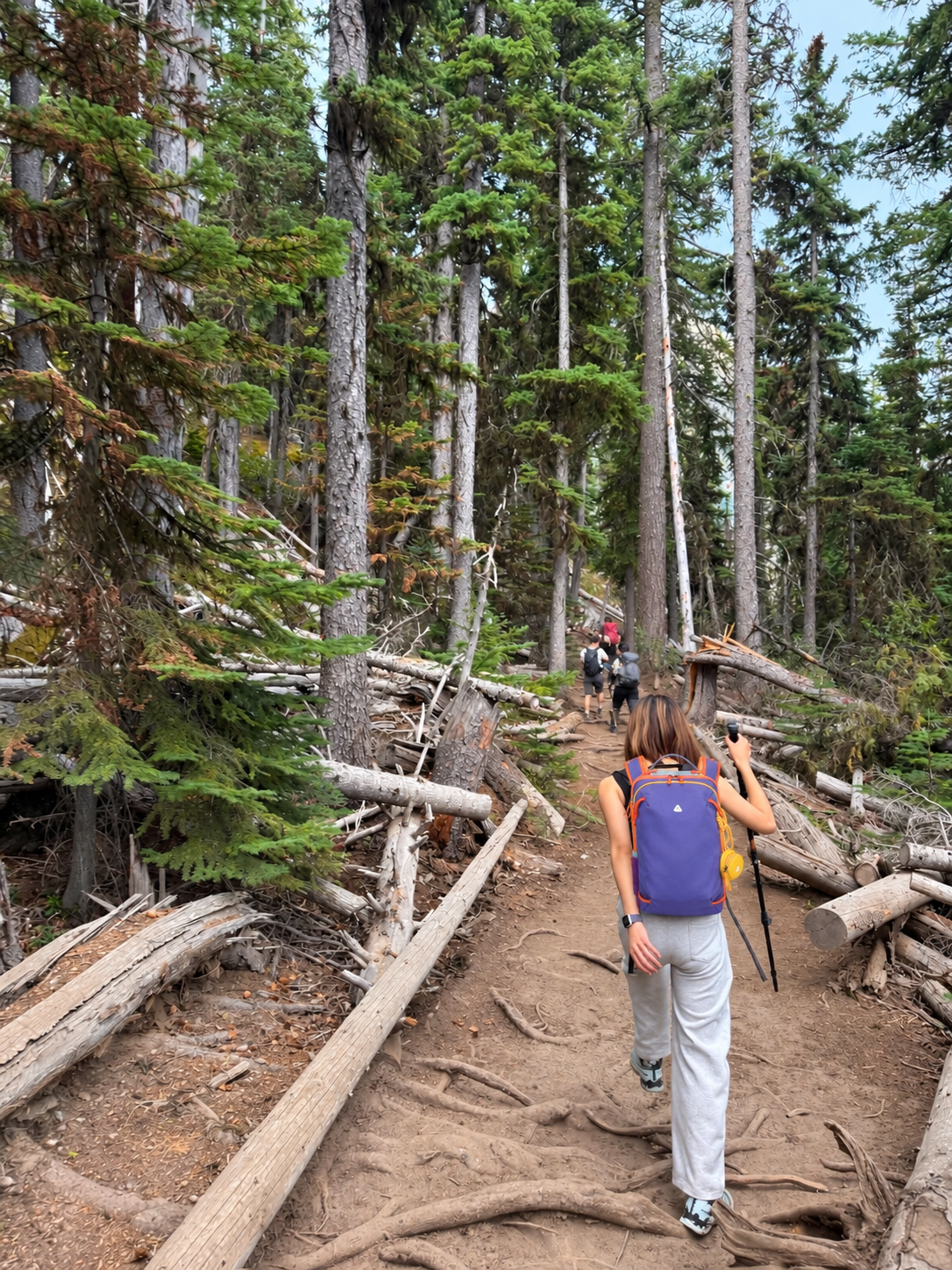 A family walking along a root-covered forest trail while a young hiker carries a purple backpack