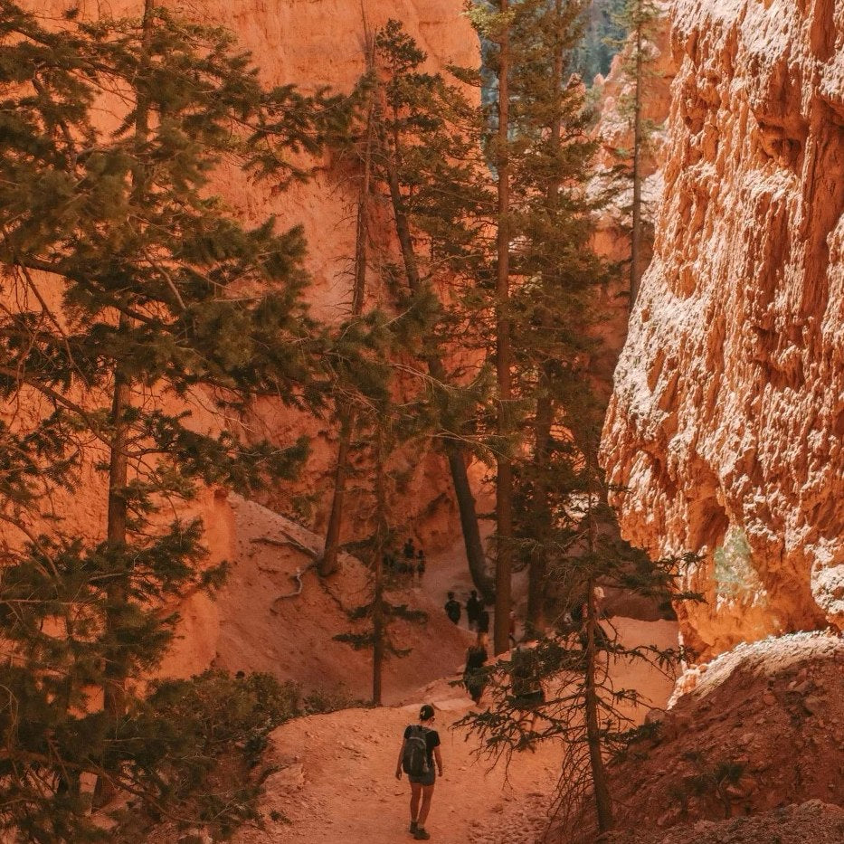 Hikers walking through pine trees and orange canyon walls along a winding red-rock trail