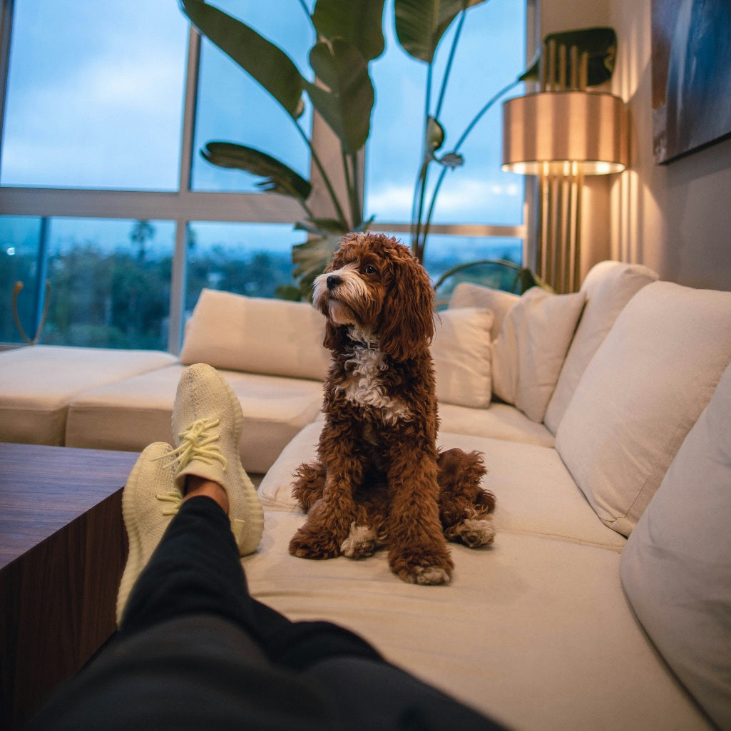 How to Become a Digital Nomad With a Dog