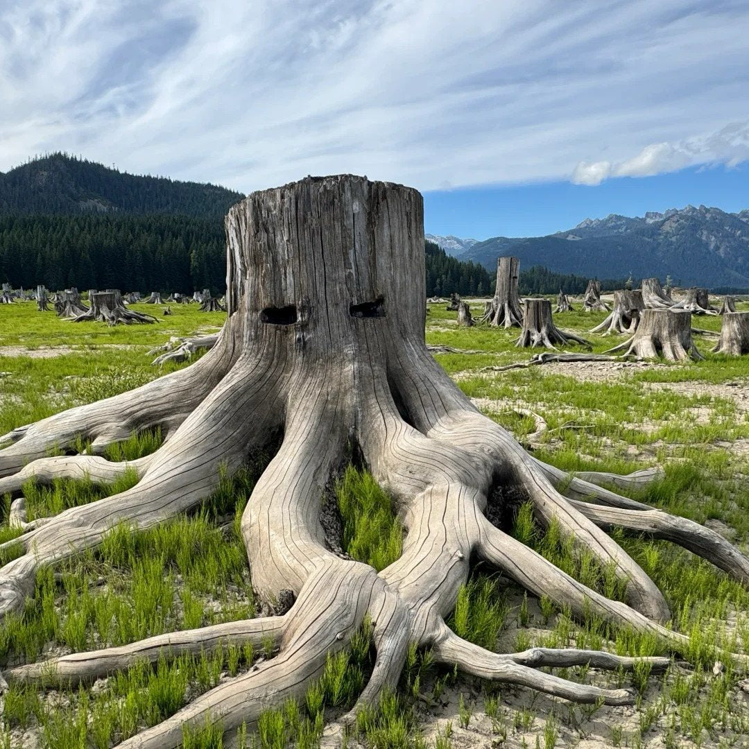 Large weathered tree stump resembling a face in an open clearing surrounded by mountains and forest