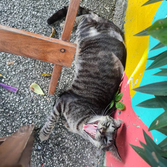 Friendly street cat yawning in Mexico showing safe welcoming atmosphere for solo female digital nomad lifestyle travelers