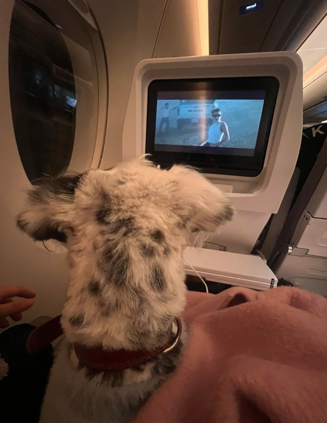 Mit Hund im Flugzeug: Was ich beim ersten Flug gern vorher