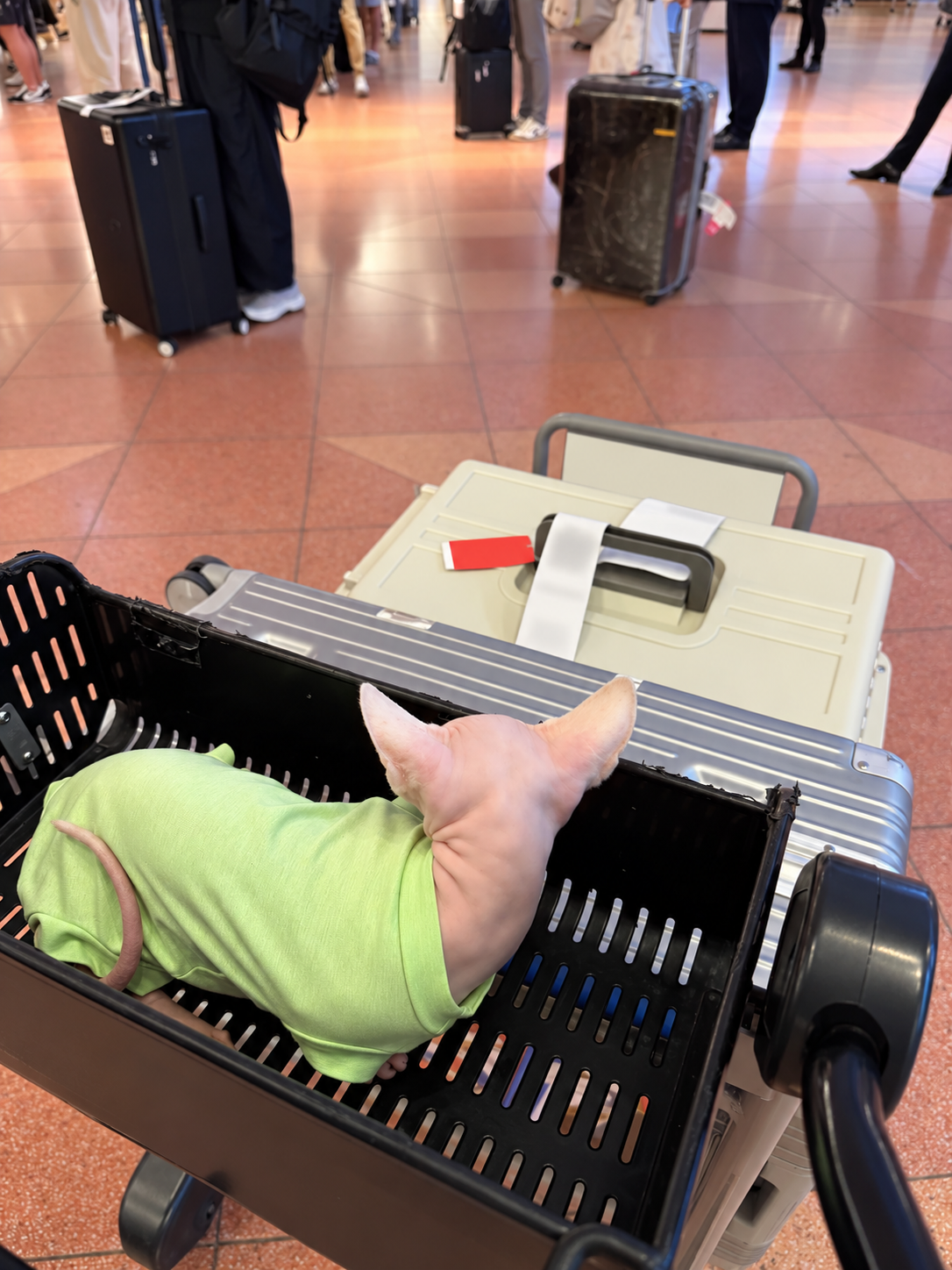 Mit Katze fliegen: Meine Nacktkatze war entspannter als ich