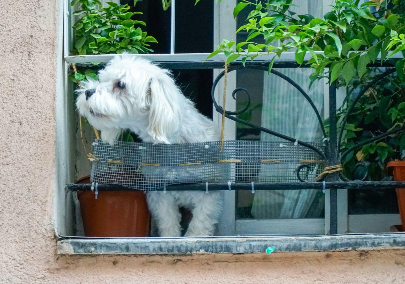 small dog looking out apartment window in Spain