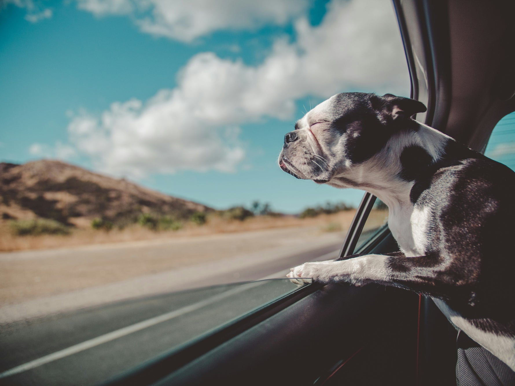 A Boston Terrier sticking its head out of an open car window, enjoying the breeze during a scenic road trip on a sunny day.