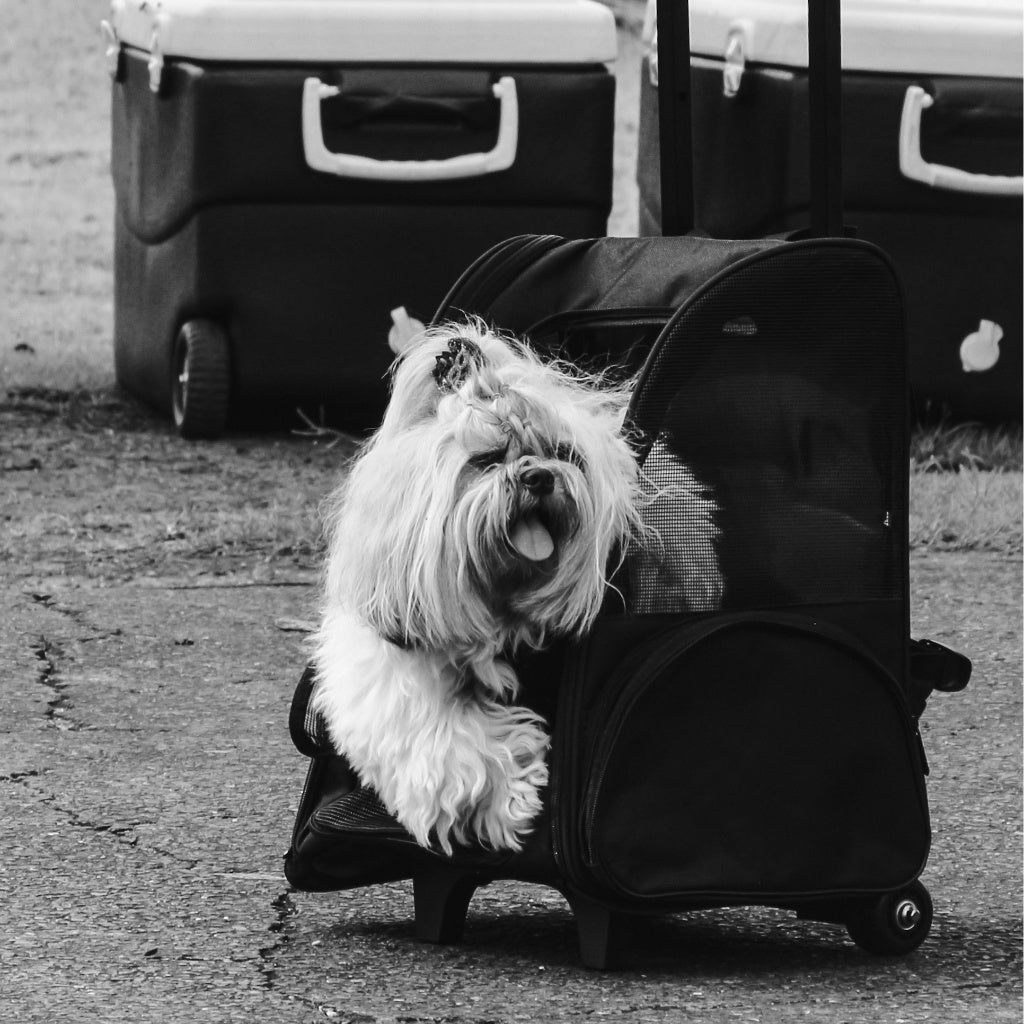 A fluffy white Shih Tzu-type dog peering out of an open black wheeled pet carrier beside luggage, black and white photograph — the kind of small breed that fits a carry-on lifestyle without the cargo logistics