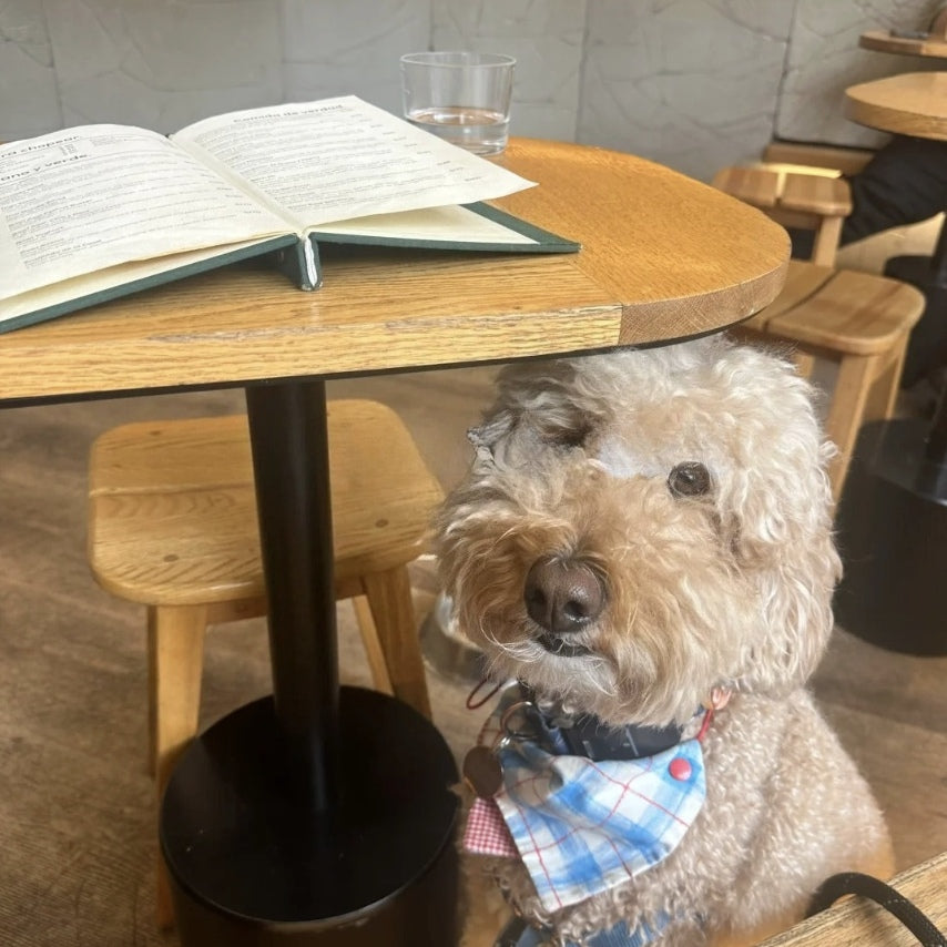 How to Secure Your Laptop in a Coffee Shop When You Pee: Solo Nomad Guide from Mexico