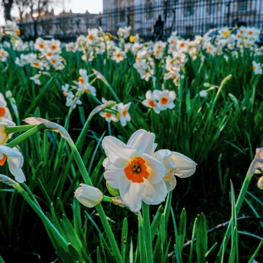 Close-up of white and orange daffodils blooming in spring garden, representing the arrival of picnic season in London parks