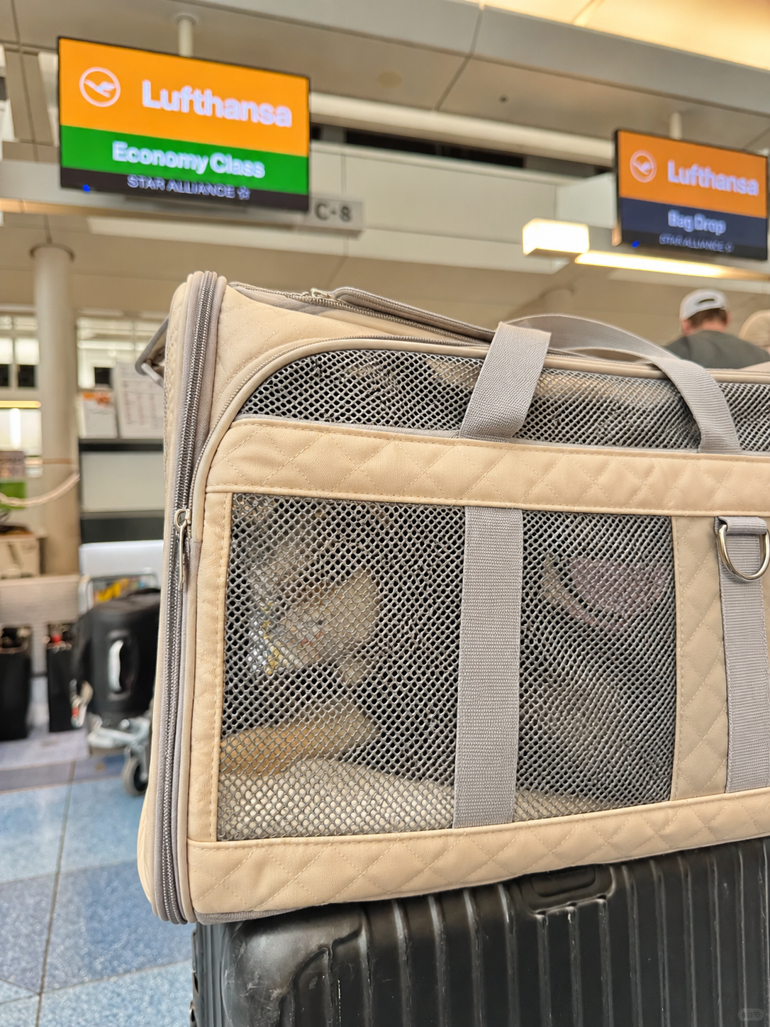 Lufthansa mit Hund: Passt deine Tasche wirklich unter den Sitz?