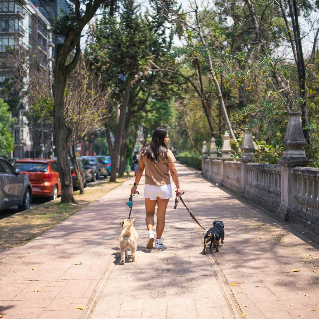 Back view of a young woman in shorts walking two small dogs on a wide brick sidewalk next to a stone railing and green trees in an urban neighborhood.