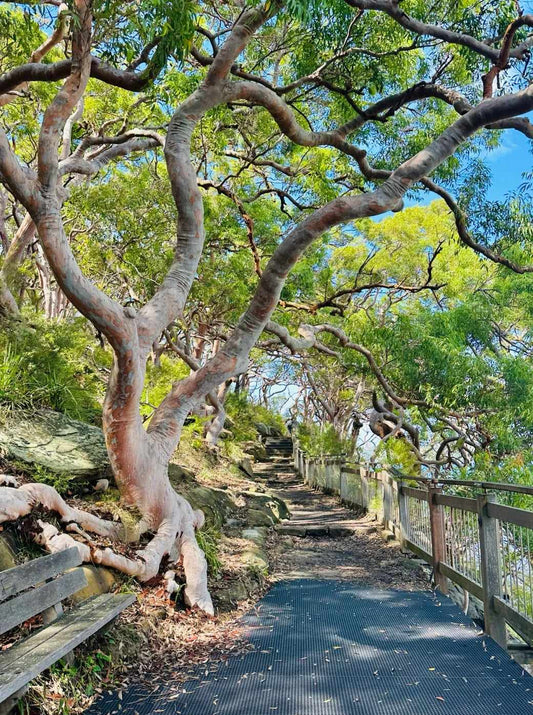 Sunlit bushwalking trail lined with gum trees and a wooden bench on the Taronga Zoo to Chowder Bay walking track