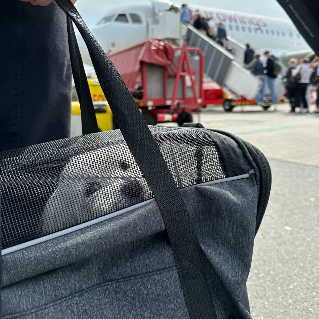 Small dog in a mesh travel carrier waiting to board a plane on the tarmac