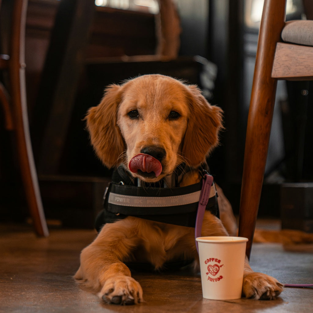 How to Train the Perfect "Cafe Co-Working Companion": A Dog-Nomad’s Guide to Working Out