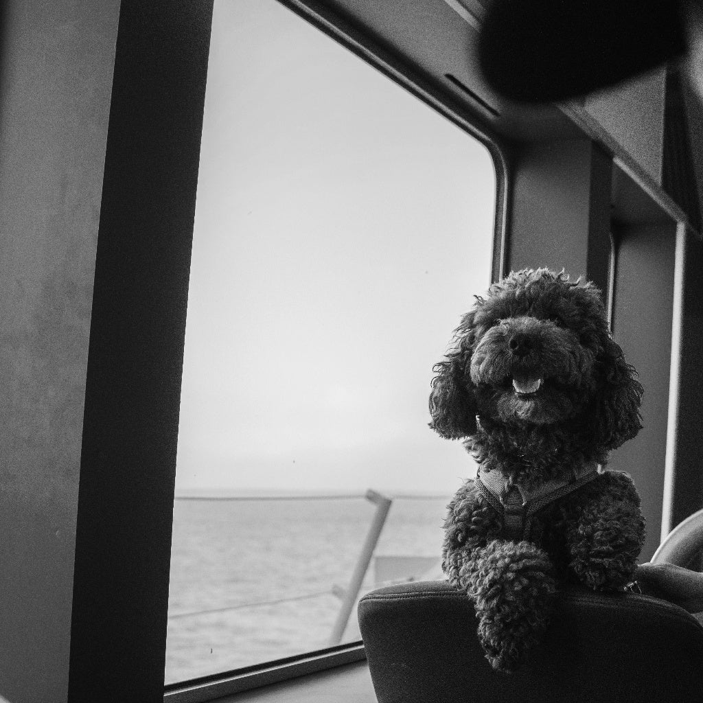 Curly poodle in a harness sitting by a window on a ferry, traveling by sea instead of flying