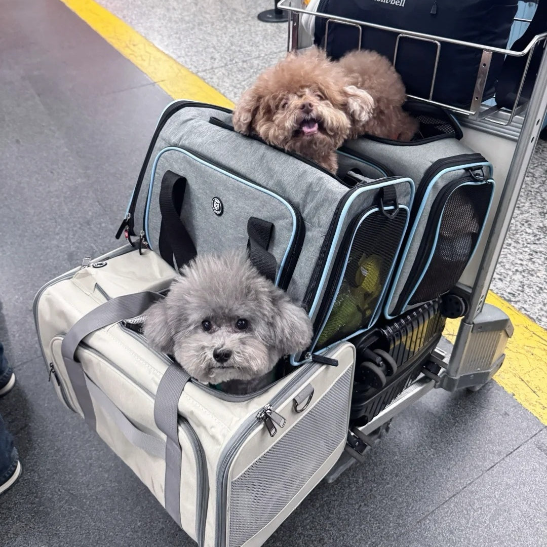 Which Dogs Can Fly in the Airplane Cabin? Cabin vs Cargo