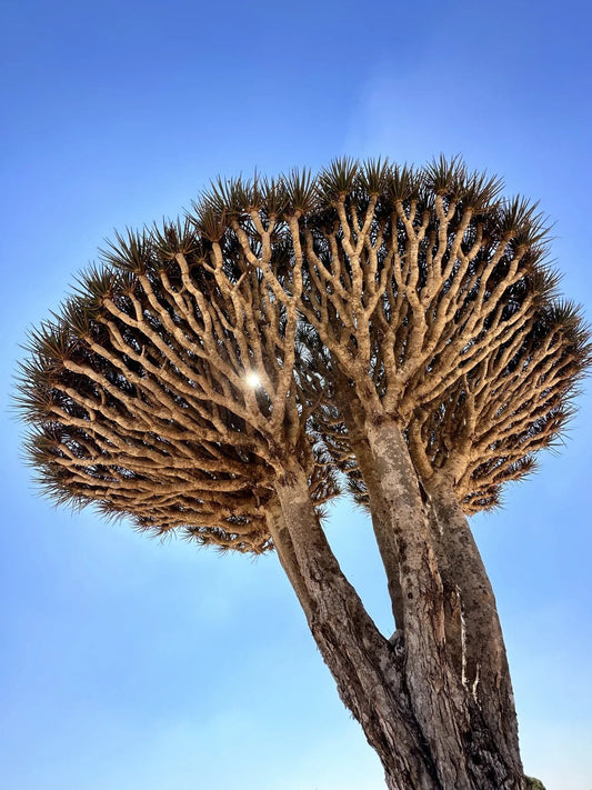 Close-up of a single dragon blood tree with deep blue sky on Socotra Island