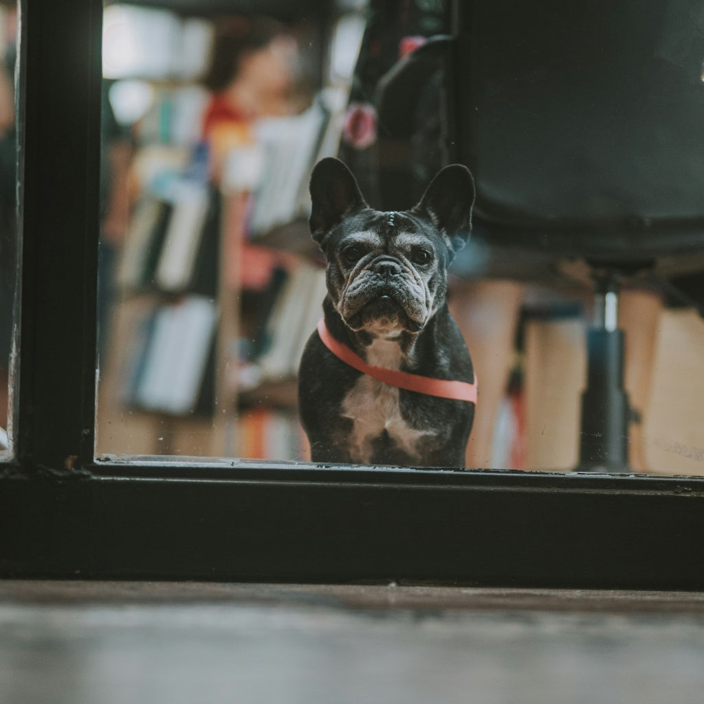 Black French bulldog sitting and looking out through a glass door