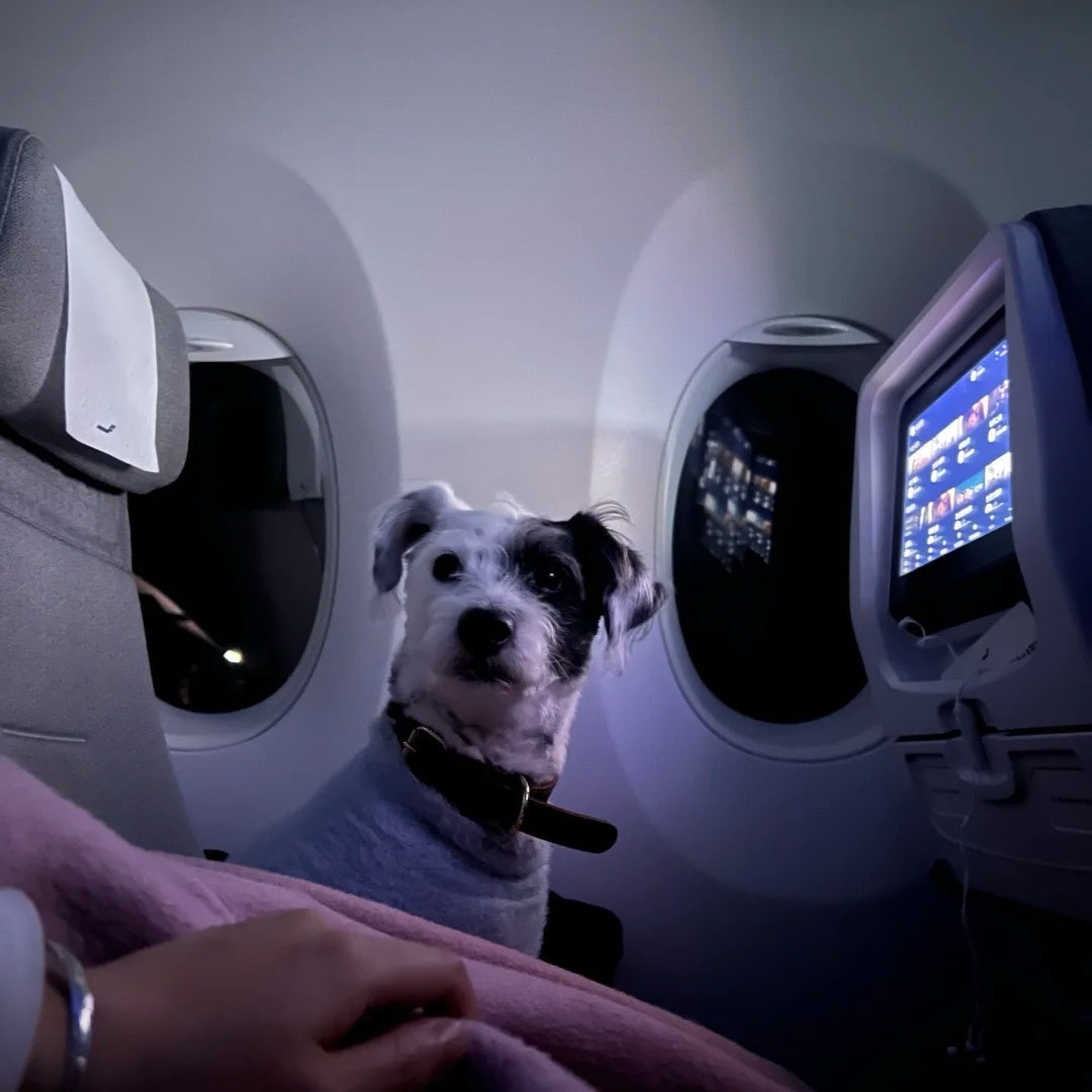 Mit Hund oder Katze fliegen 2026 – die Checkliste für Abflug und Rückkehr nach Deutschland