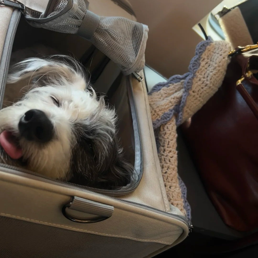Mit der Katze in Bahn und Auto – Regeln und Tipps für die Transporttasche