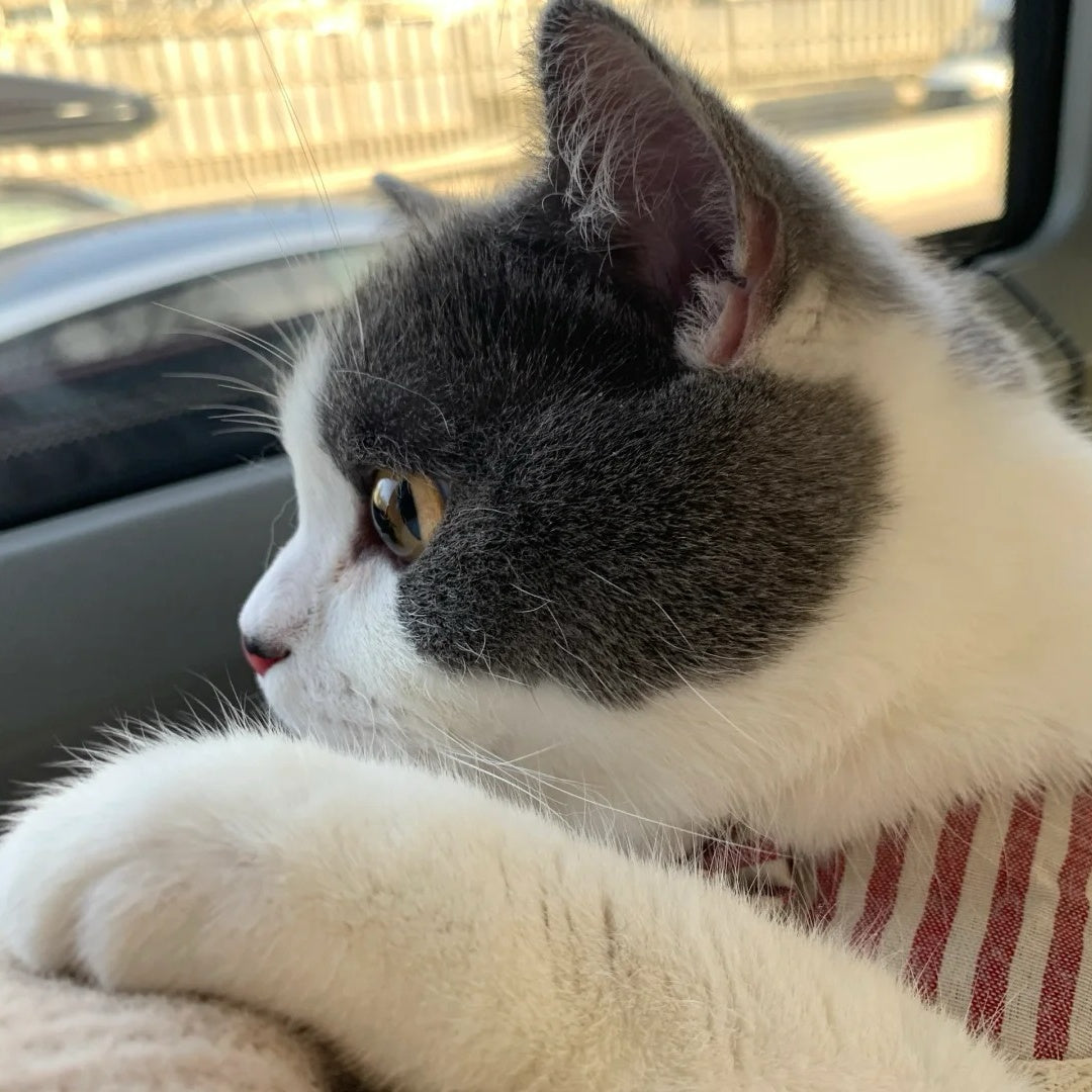 Chat regardant par la vitre d'une voiture