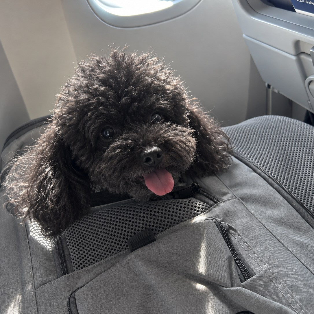 Mochi regarde hors de son sac de transport gris à sa place dans l'avion