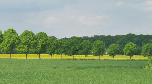 Blooming rapeseed field under blue skies along the trail