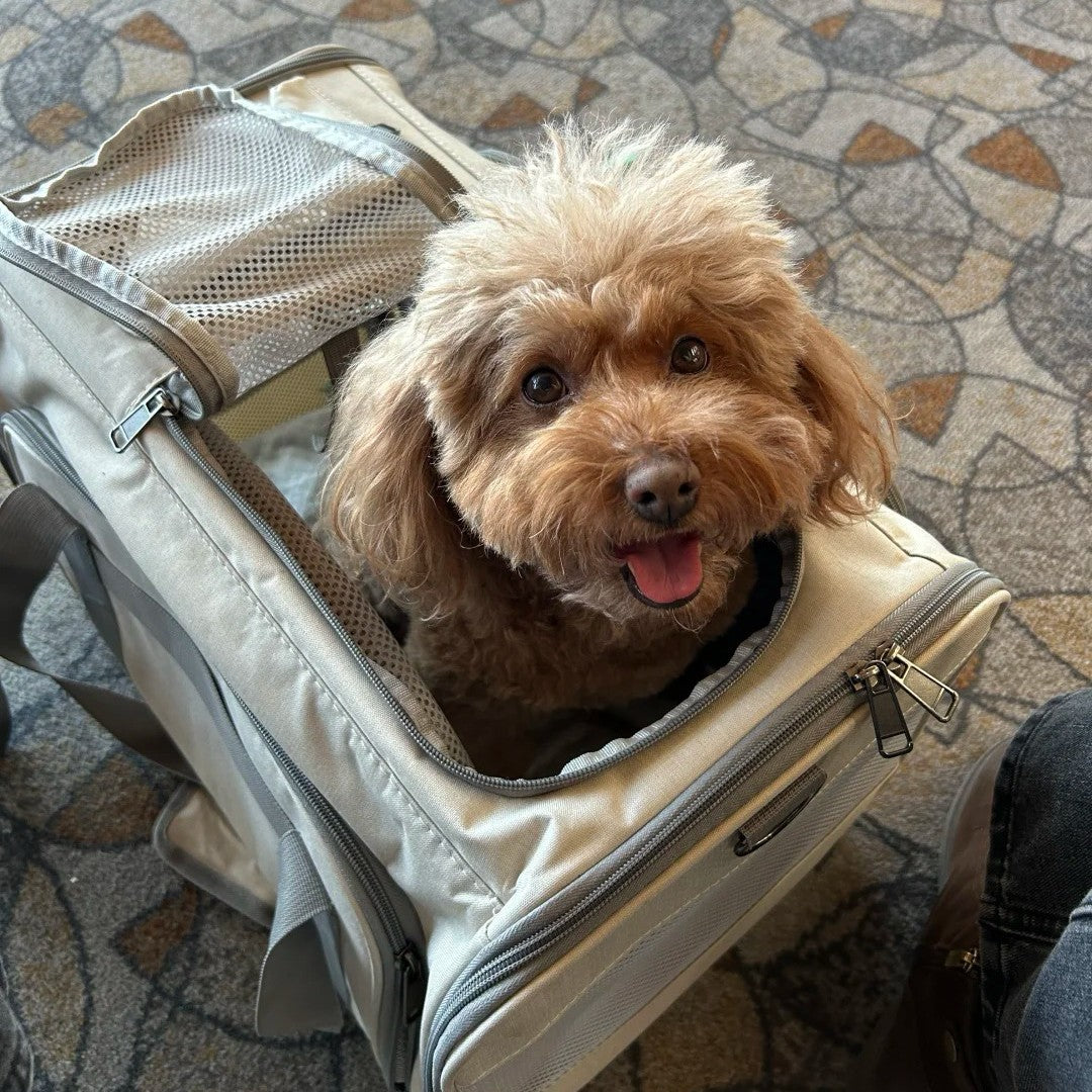 Brown toy poodle looking out from a soft-sided carrier on the airport floor