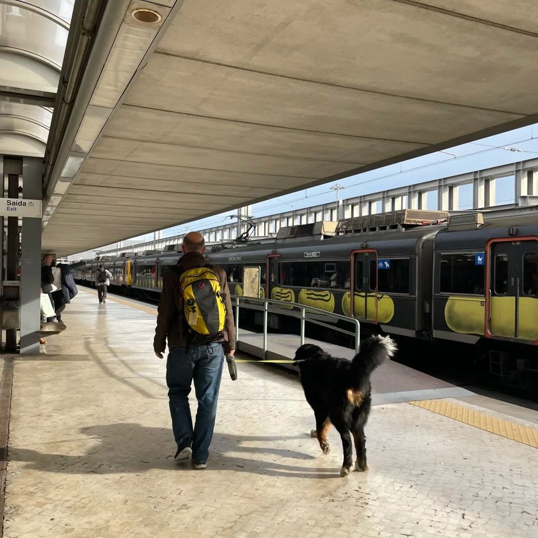 A man carrying a yellow backpack walks with a large Bernese Mountain Dog on a leash along a covered train platform in Lisbon, Portugal.