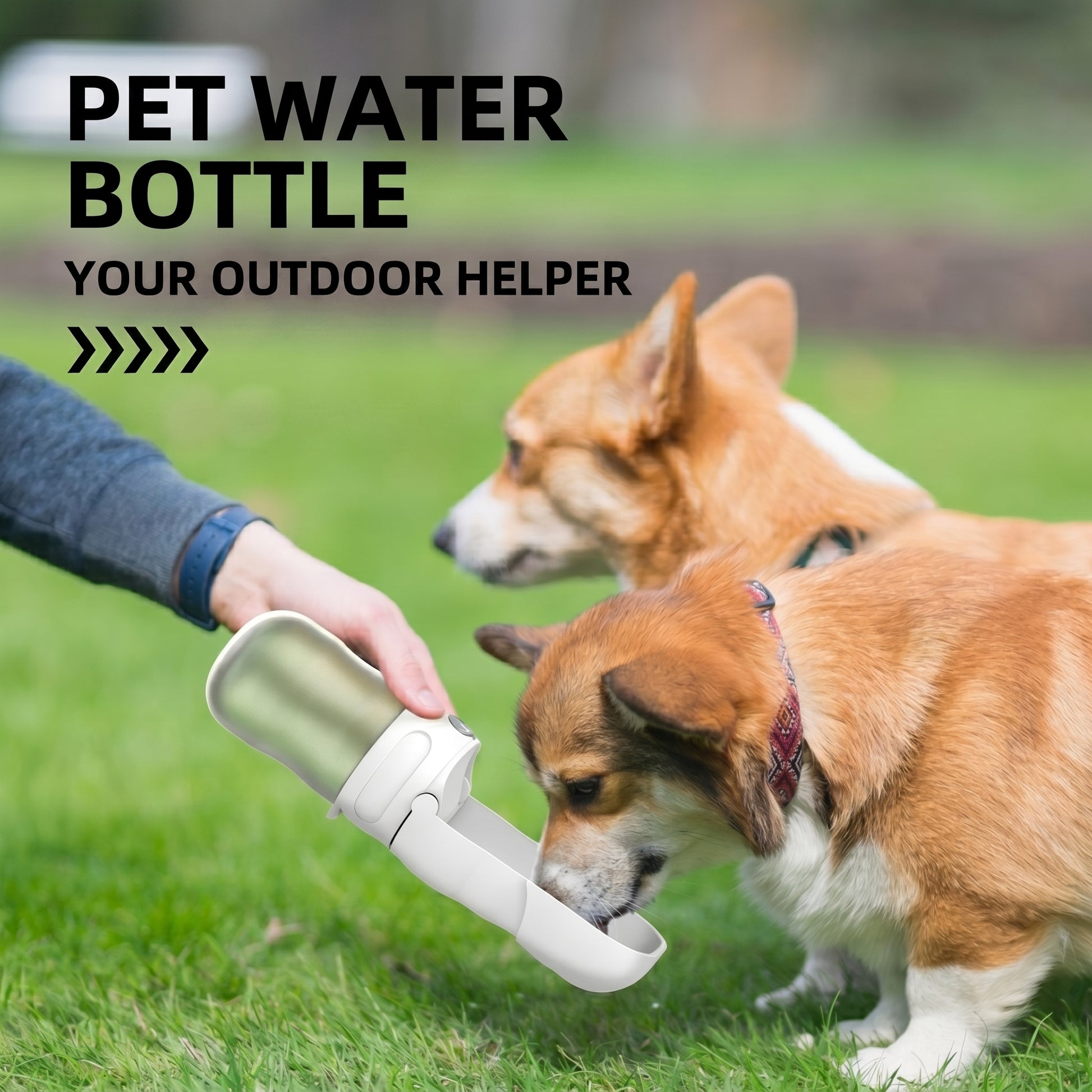 Person holding p801 white portable dog water bottle with trough open toward two corgis drinking on grass in park